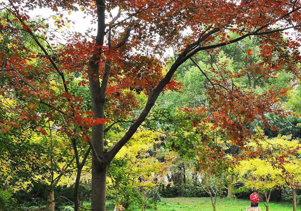 上海宝山南大公园,城市的璀璨明珠 上海宝山南大公园,一个深受市民