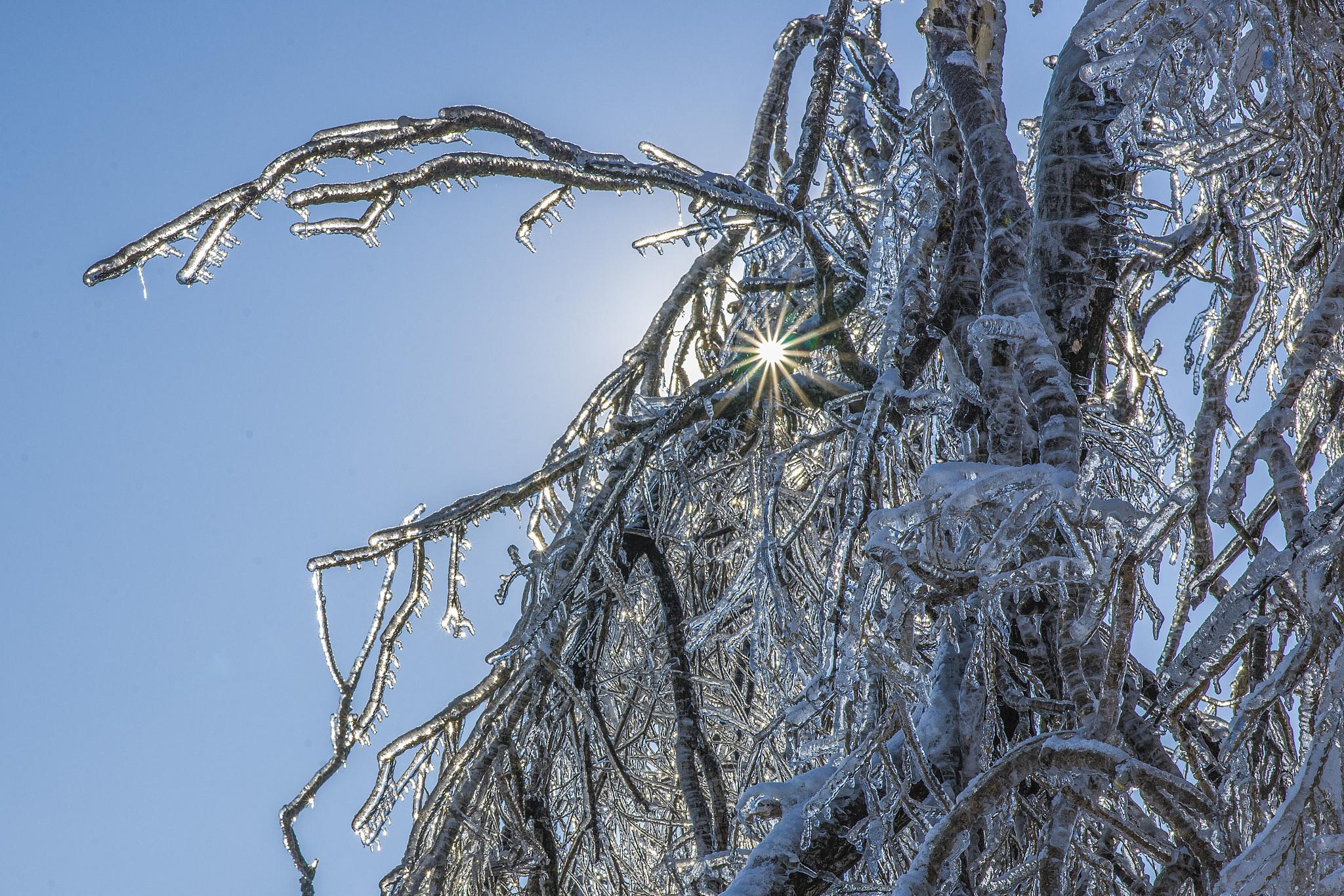 龙雪树的养殖方法 寒冬来临,龙雪树成为了一道美丽的风景.