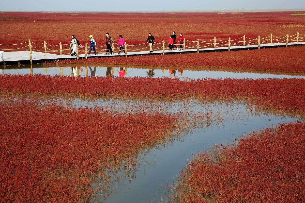 中国最大,最美的红海滩 在中国的旅游胜地中,红海滩旅游风景区以其