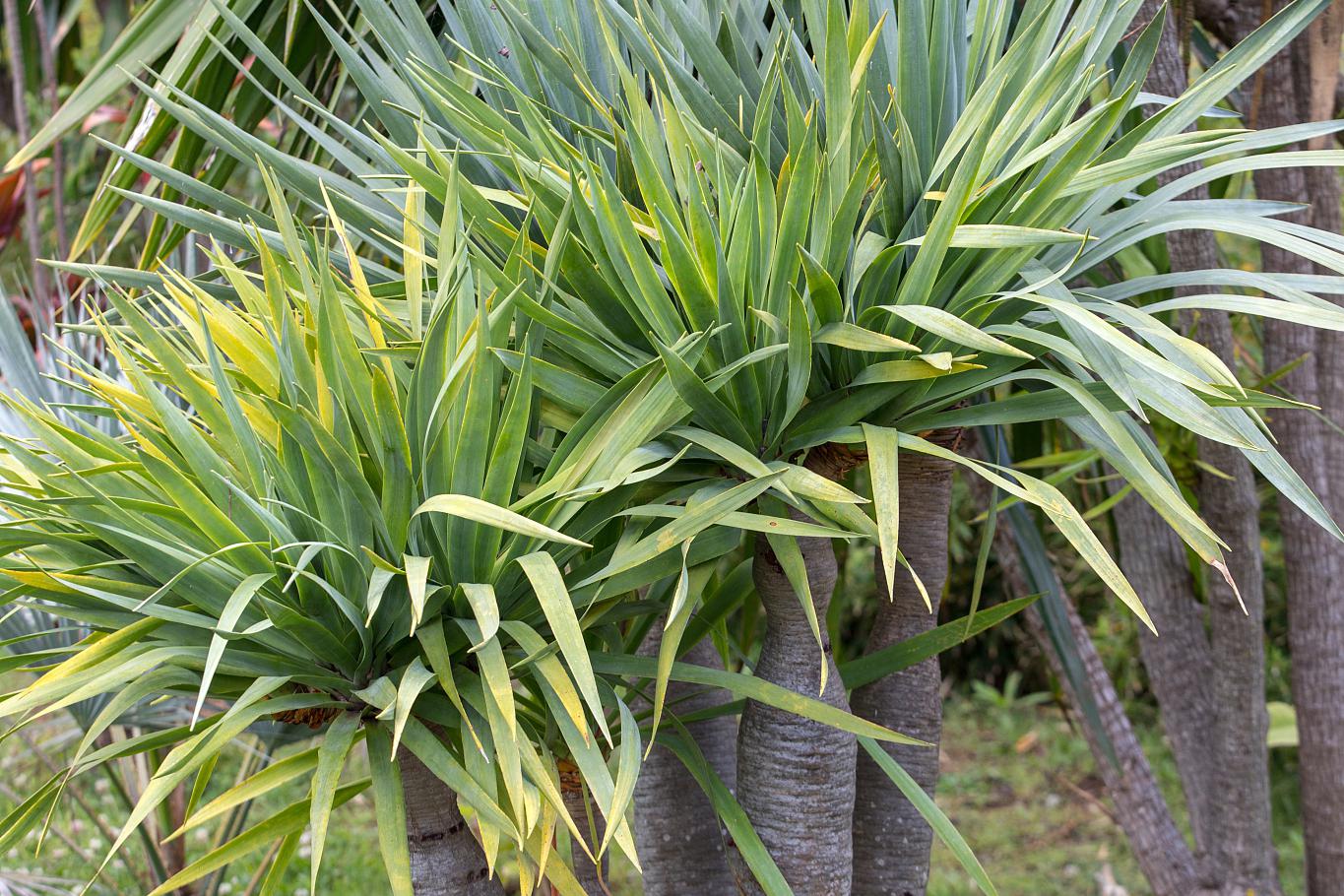 然而,有时候你会发现它的叶子开始耷拉下来,给人一种无精打采的感觉.