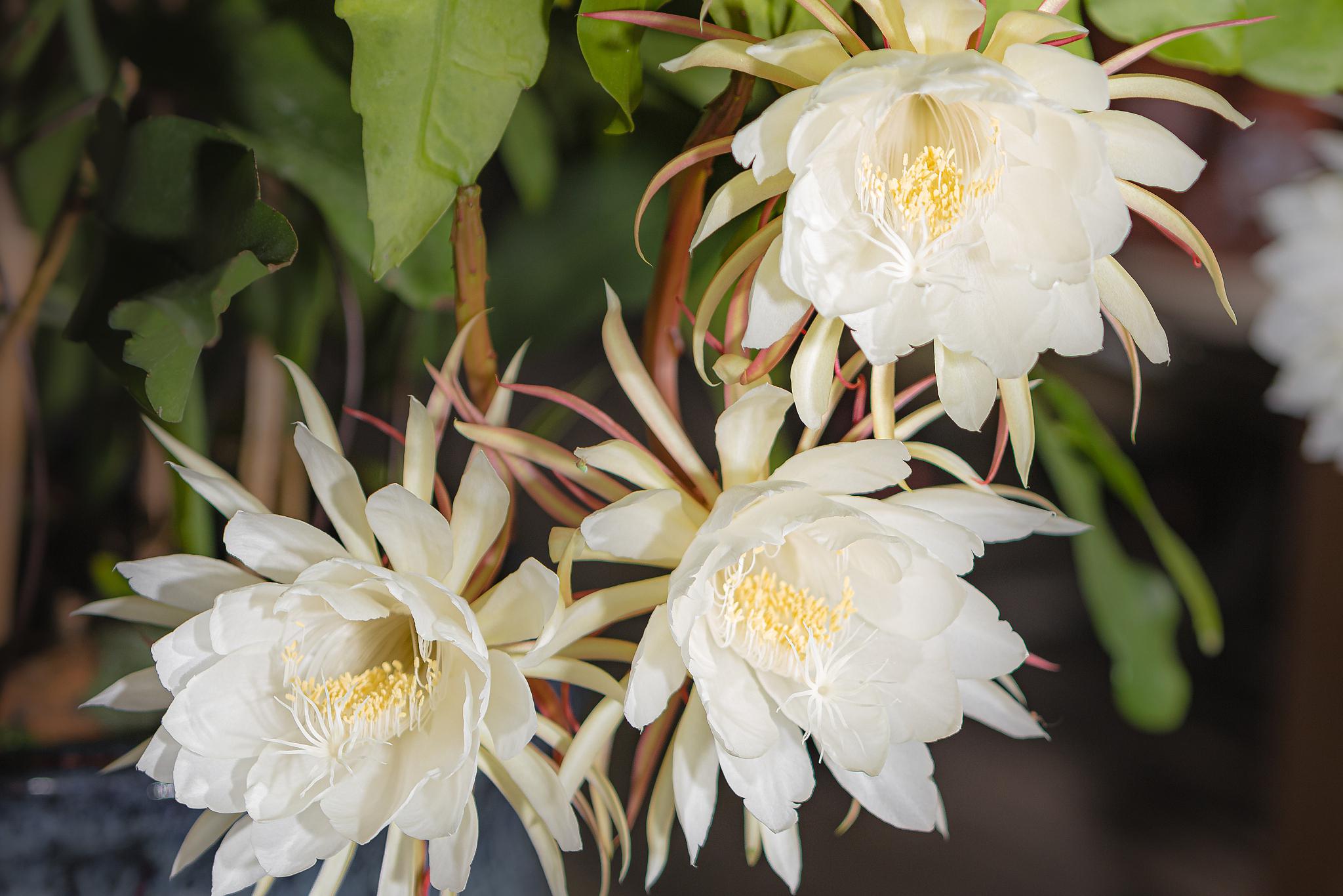 昙花,一种神秘而美丽的植物,以其短暂的花期和独特的花朵形状吸引着无