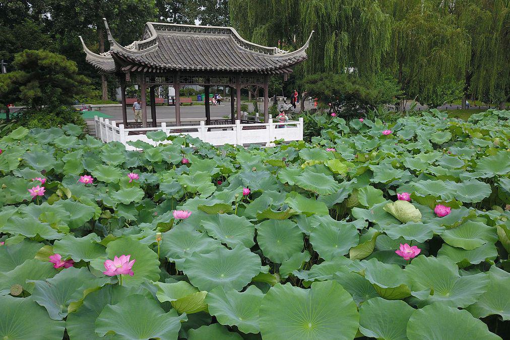 西湖曲院风荷的美丽与魅力 西湖曲院风荷,位于中国浙江省杭州市西湖区