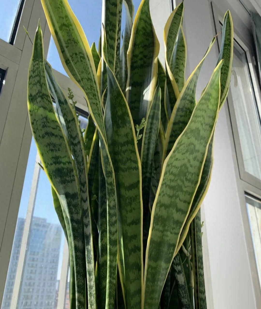 虎皮兰养护指南 虎皮兰不仅外形俊美,而且对于那些植物养护新手或者