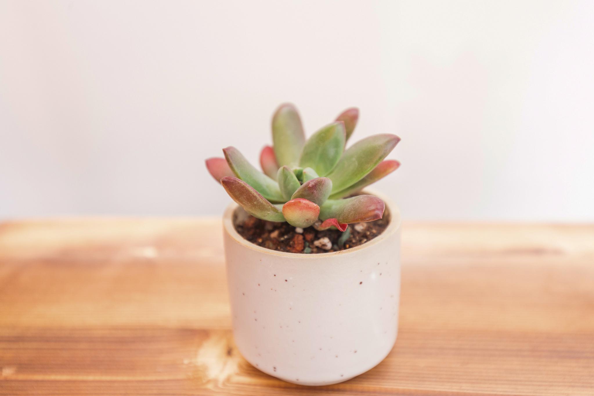 招财猫多肉是一种非常受欢迎的多肉植物,其独特的形态和易于养护的