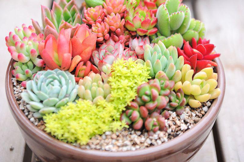 招财猫多肉是一种非常受欢迎的多肉植物,其独特的形态和易于养护的