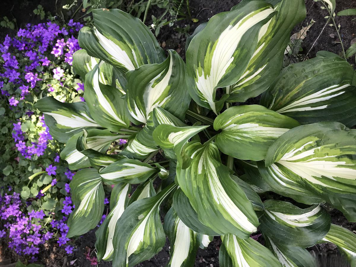 中华万年青的养殖方法和注意事项 中华万年青是一种常见的观赏植物