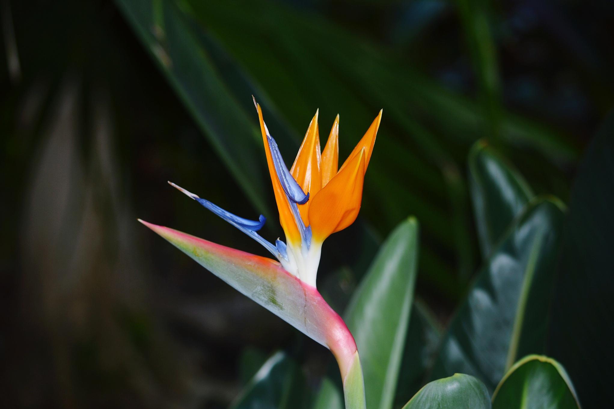 绿植天堂鸟的养殖方法和注意事项 天堂鸟是一种具有极高观赏价值的