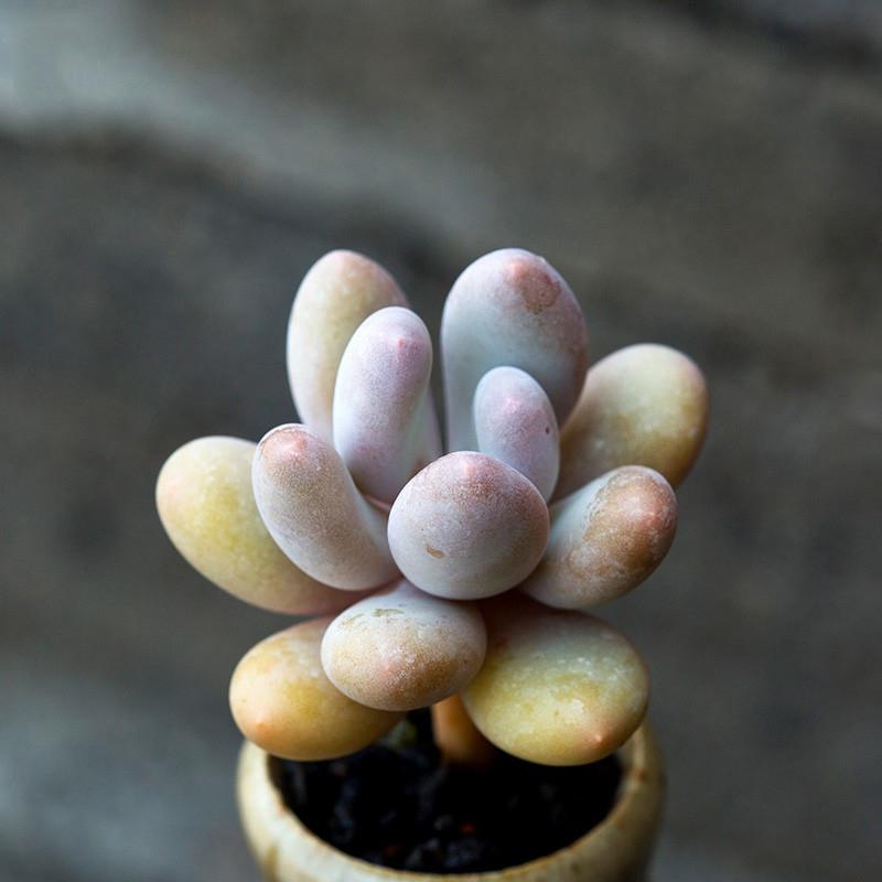 玉罗花养护技巧 玉罗花,以其独特的形态和鲜艳的色彩,赢得了众多植物