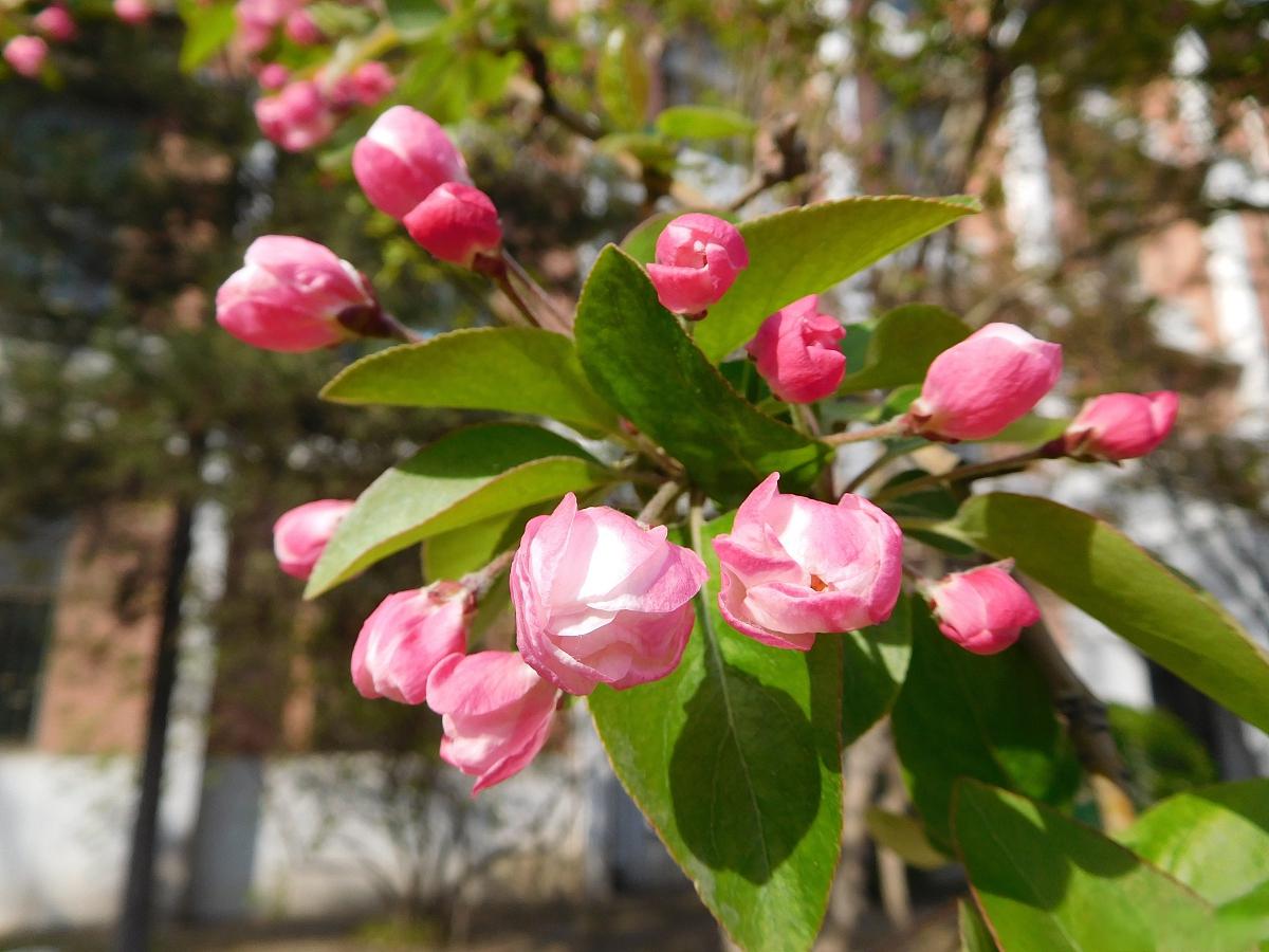 小叶海棠花图片