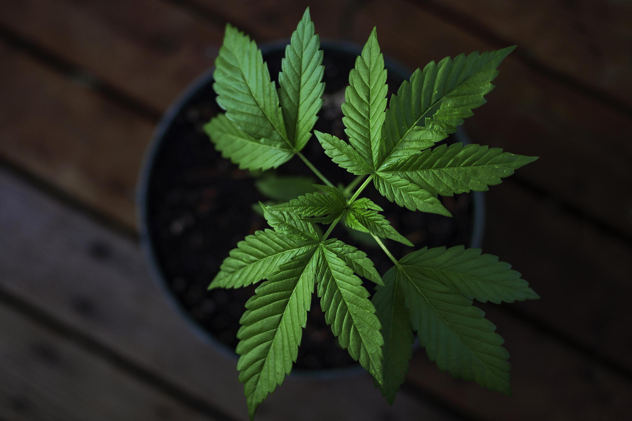 含羞草的正确养法 含羞草(mimosa pudica),又称知羞草,怕羞草,是一种