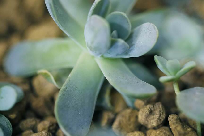 吹雪之松锦的养殖方法和注意事项 多肉植物凭借其独特的形态和生长习