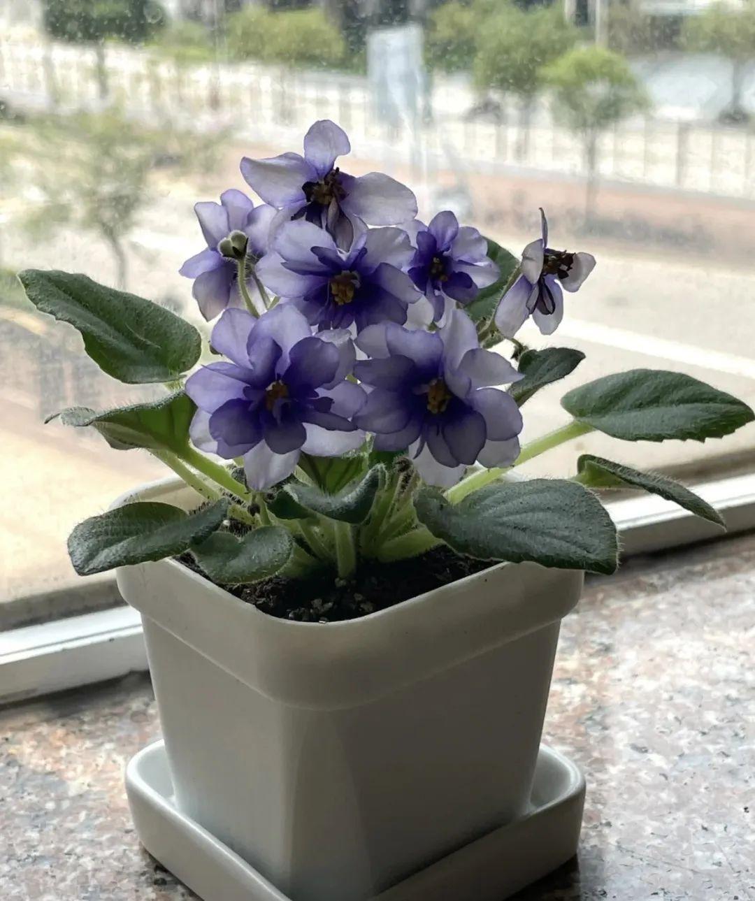 7种阴性花,一丝光照也能长得旺盛 在没有足够光照的家庭里,养喜光的