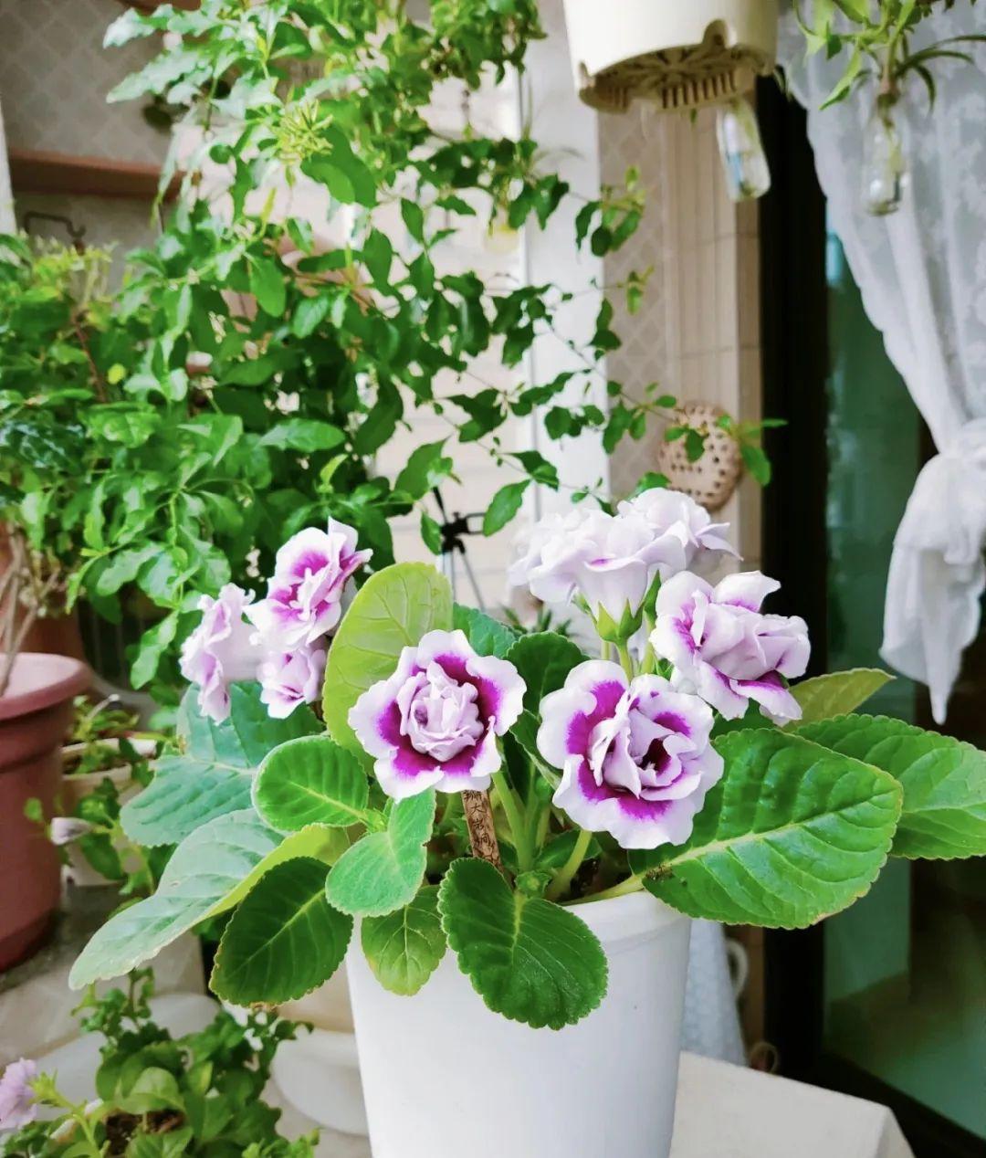 7种阴性花,一丝光照也能长得旺盛 在没有足够光照的家庭里,养喜光的