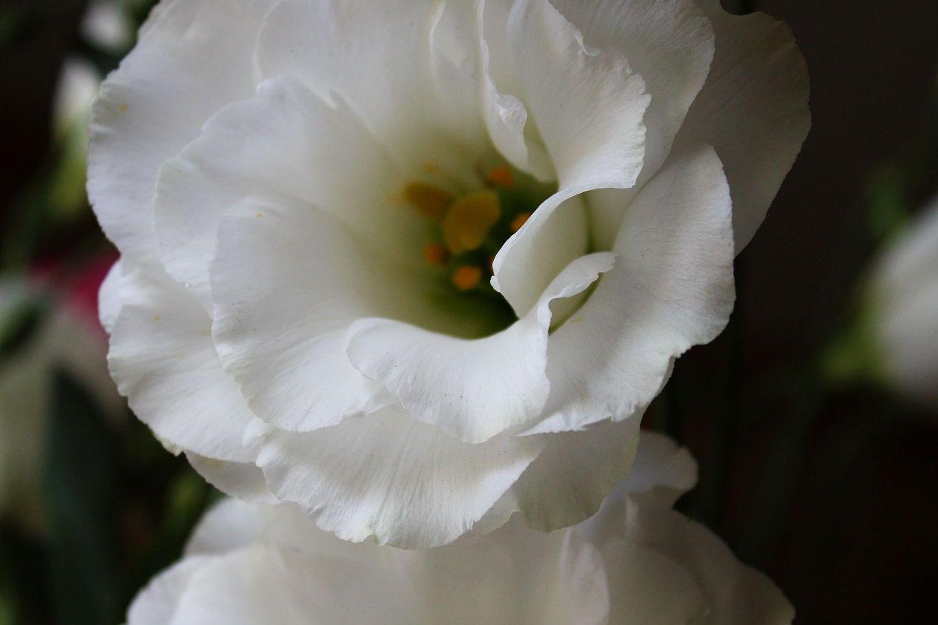 大岩桐花怎么养 大岩桐花是一种常见的观赏植物,它的花朵色彩鲜艳