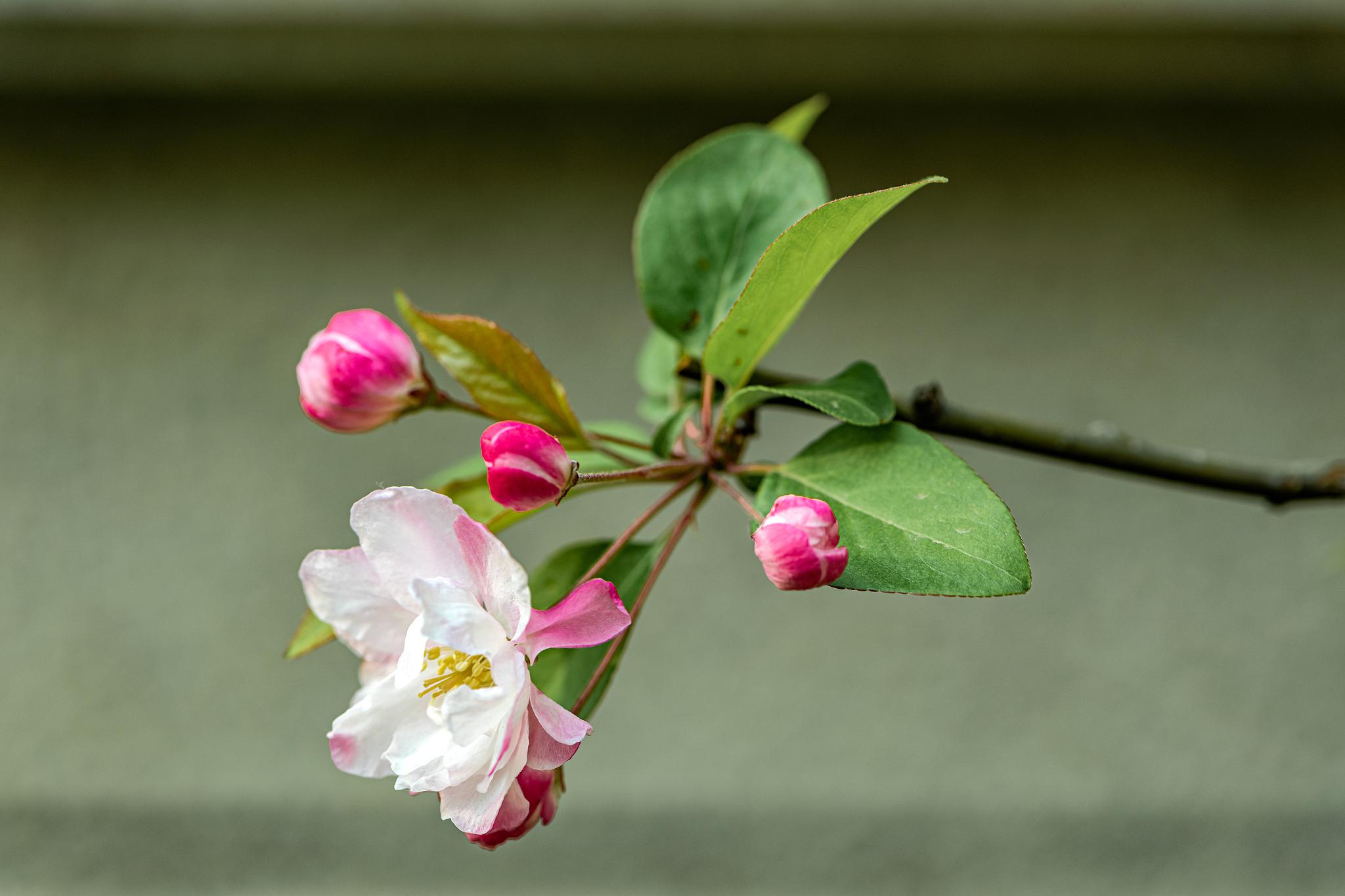 小叶海棠花图片