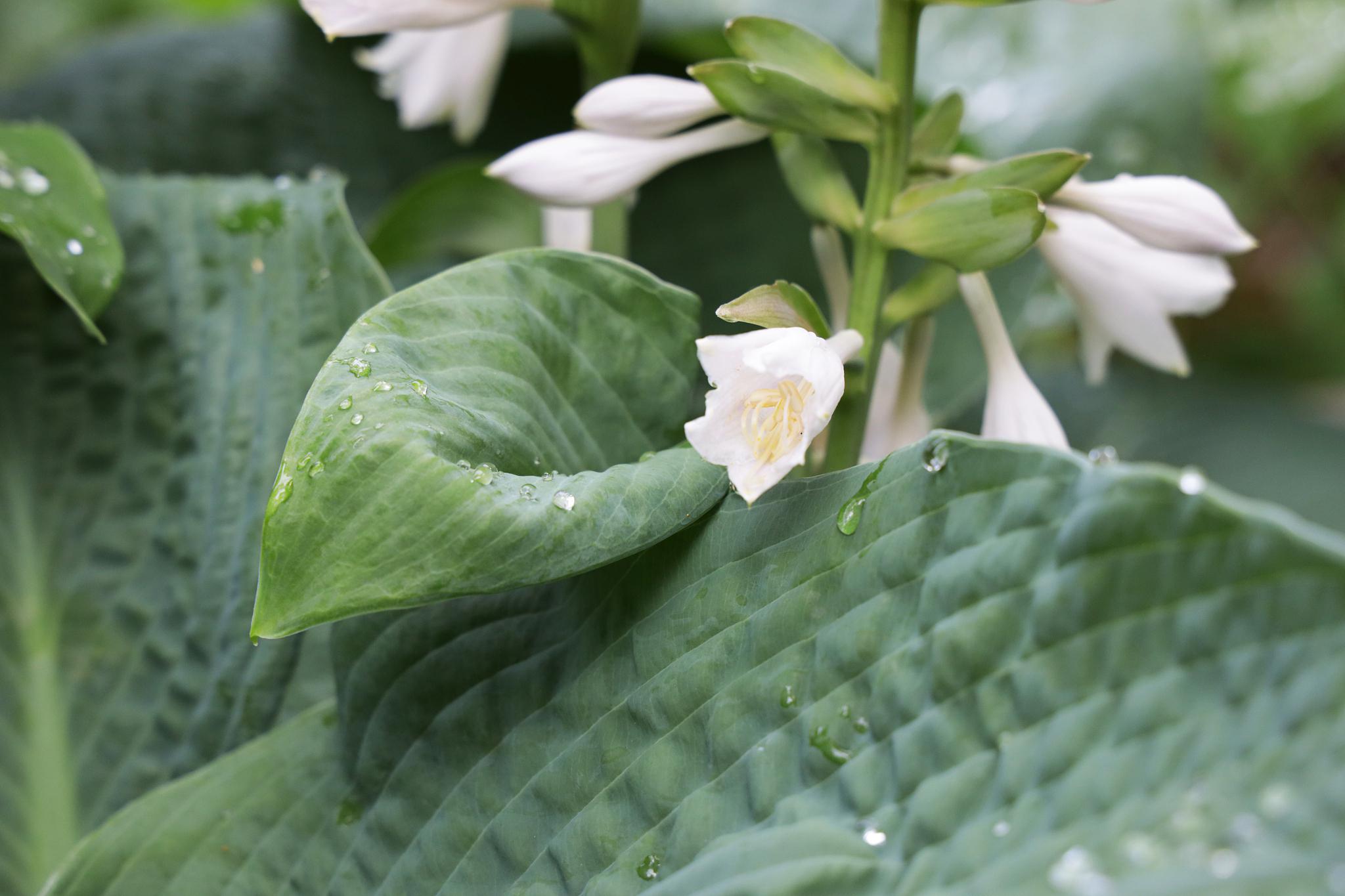 玉罗花养护指南 玉罗花是一种美丽的植物,适合在阳台或室内种植.