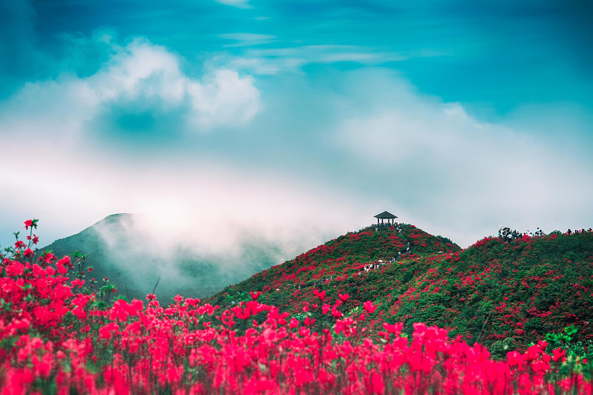 毕节市大方县杜鹃花图片