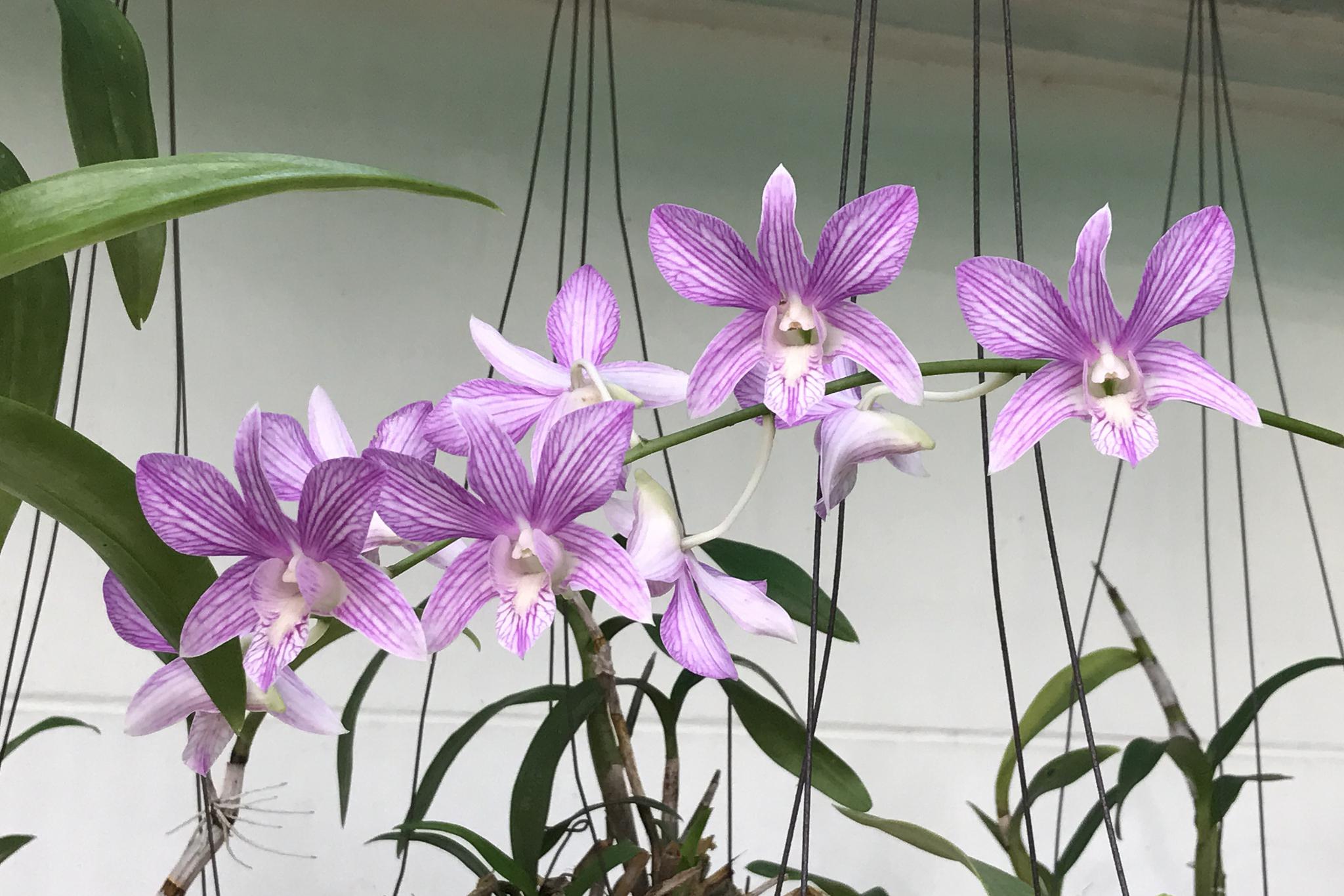 香水石斛兰的养殖之道 在众多花卉中,香水石斛兰以其独特的形态,艳丽