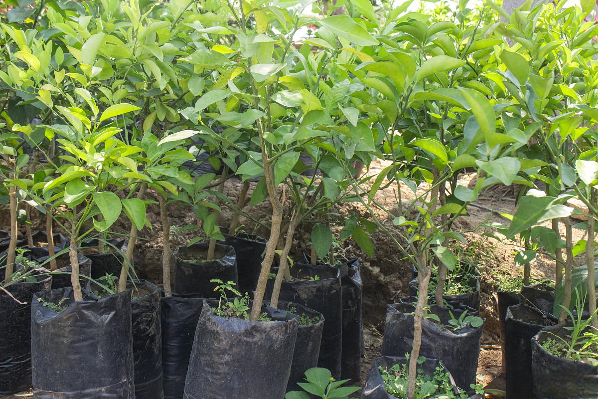 小紫檀树苗的养护方法 小紫檀(dalbergia cultrata)是一种珍贵的木材