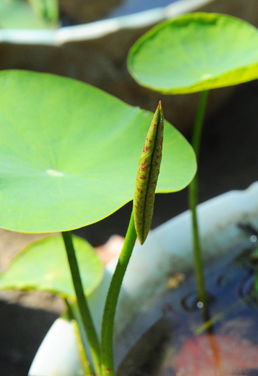 碗莲花图片