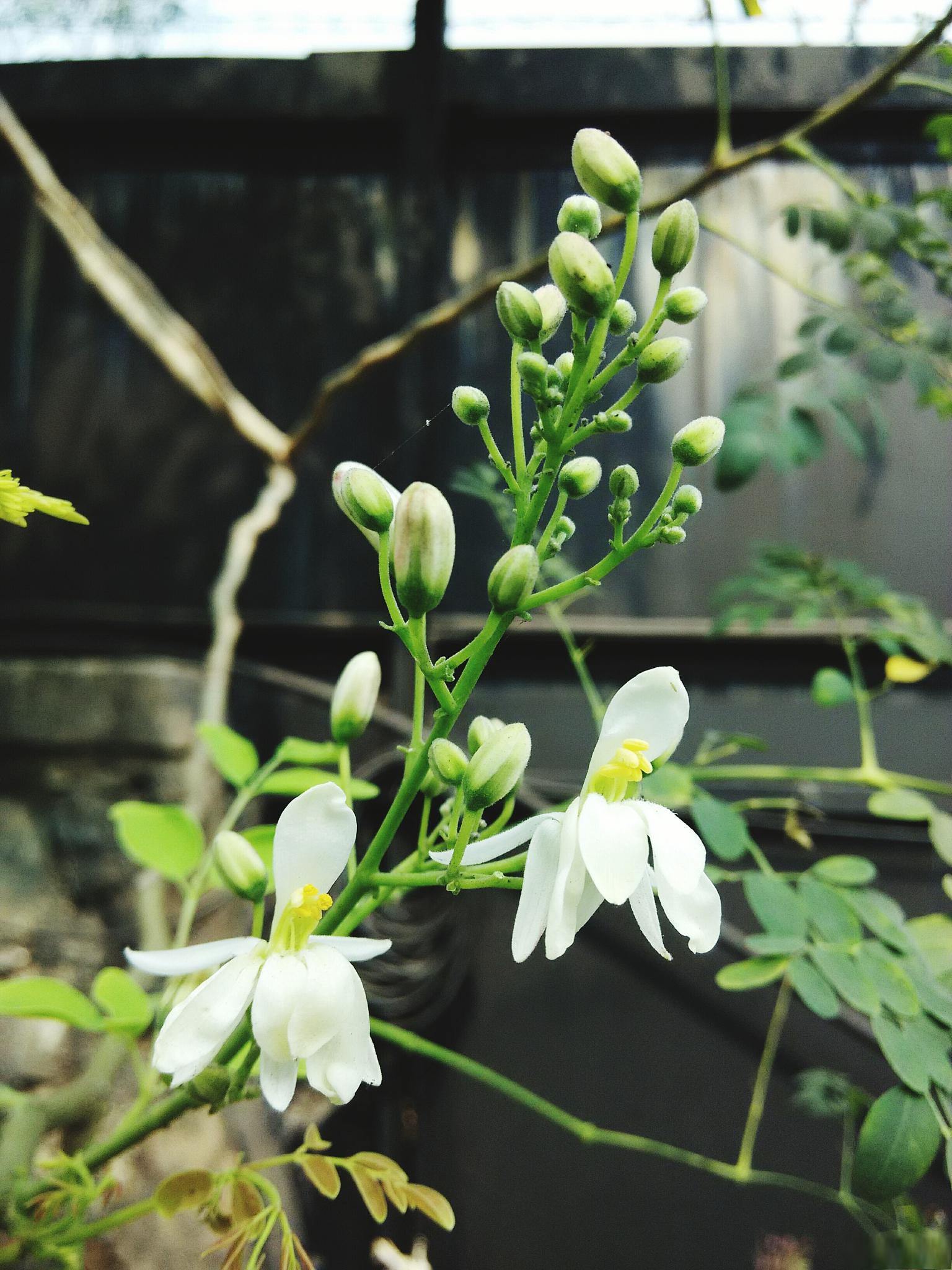 96夜来香的特点 夜来香是一种