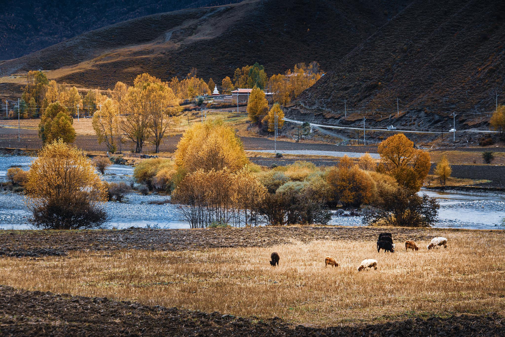 新都桥镇:赏秋的最佳时期,感受金秋的魅力 如果你正在寻找一个赏秋的