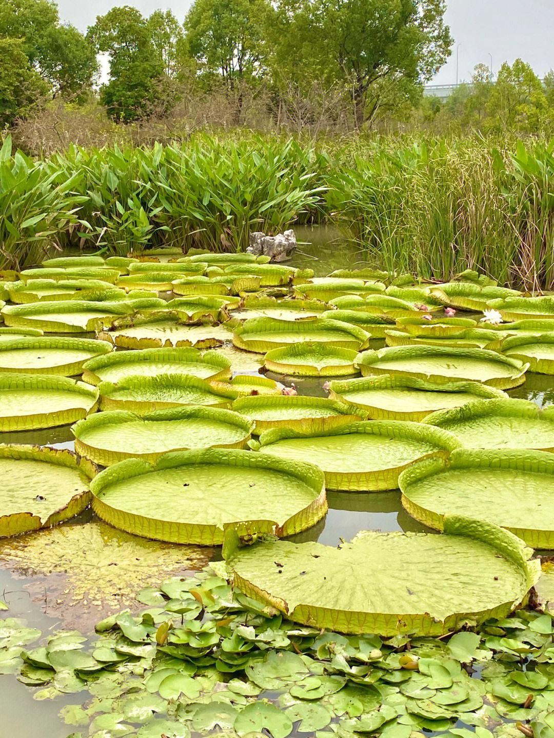 宁波植物园,与大自然亲密接触 98阳光明媚的一天,我来到了宁波植物