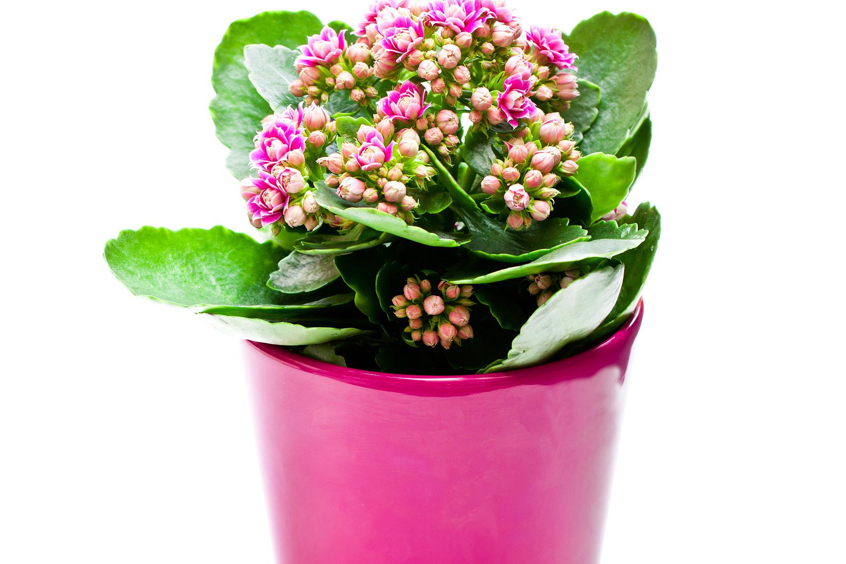 长寿花是一种常见的观赏植物,因其花朵繁茂,色彩艳丽而深受人们的