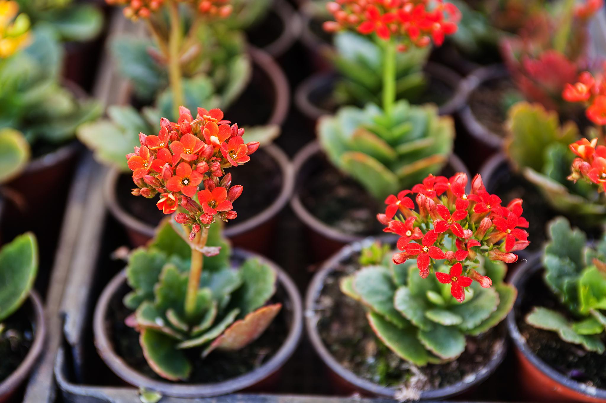 长寿花是一种常见的观赏植物,因其花朵繁茂,色彩艳丽而深受人们的