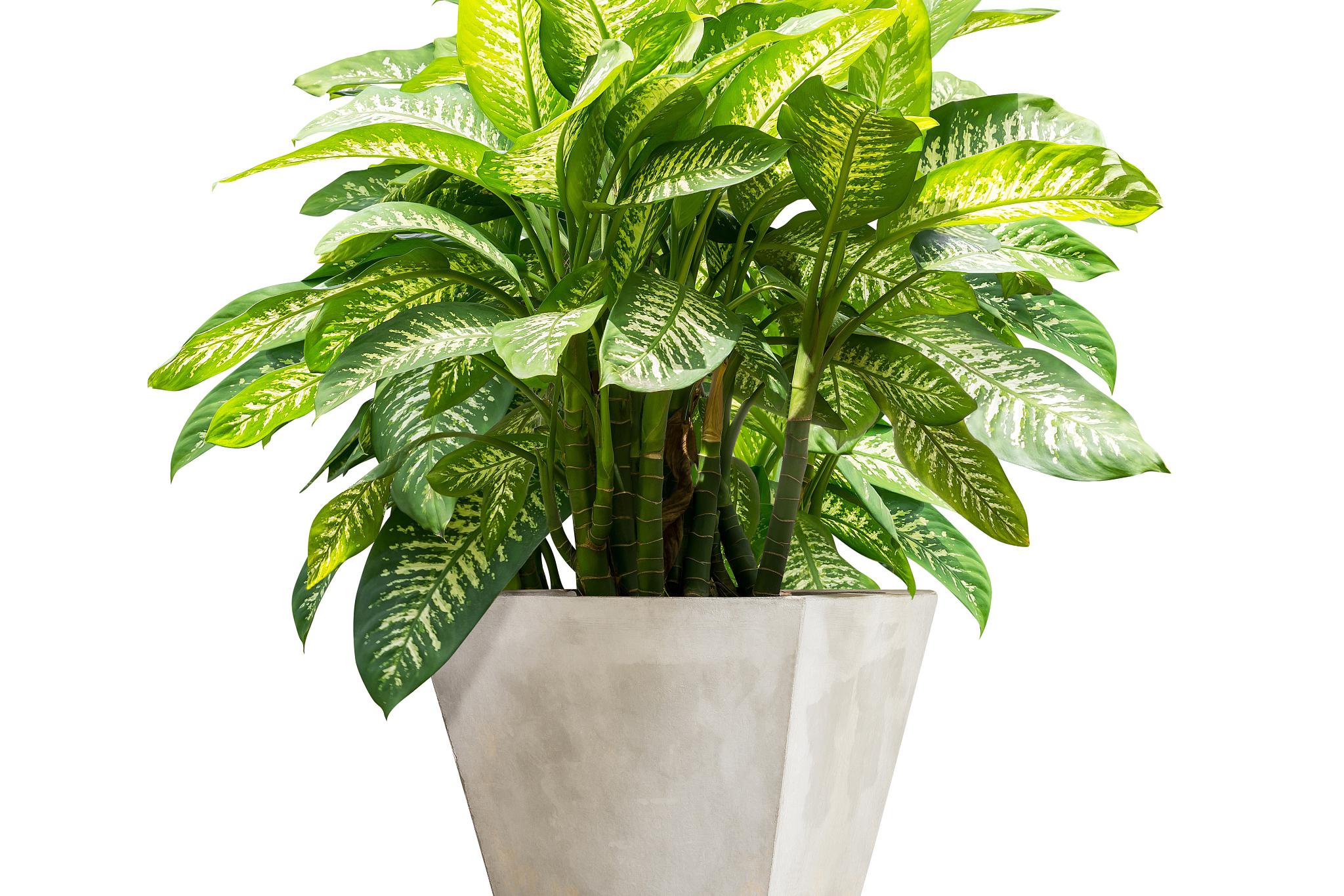 巴西木,又被称为香龙血树,是一种常见的室内观赏植物