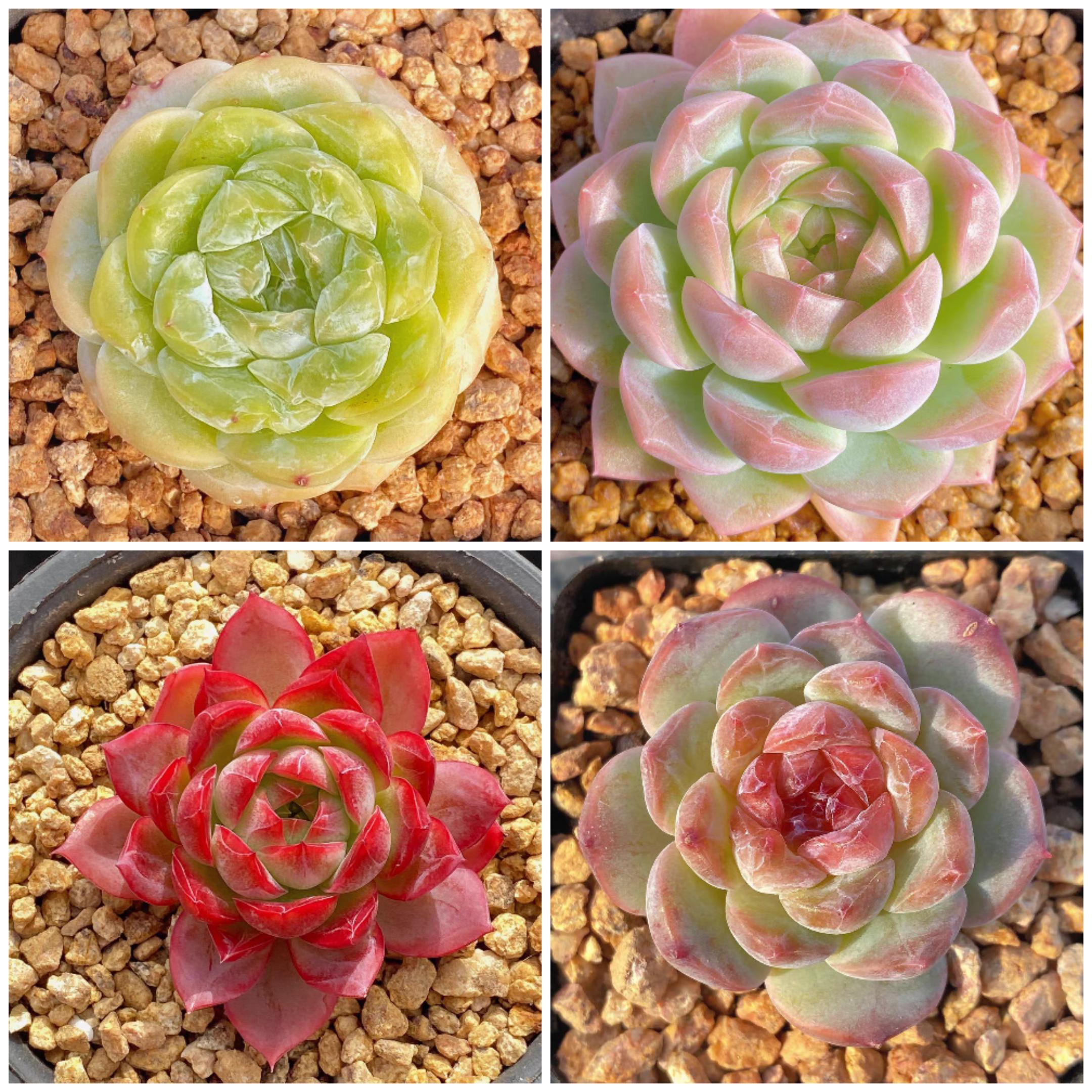 多肉养护技巧:如何养出暗纹 多肉暗纹其实就是因为多肉长胖了出现的一