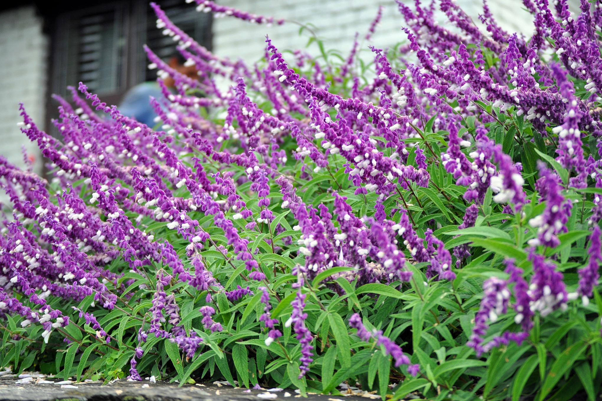 蛇鞭菊 蛇鞭菊,蓝紫色的线性花材,高挑疏落,随风飘荡,为花园增添了一