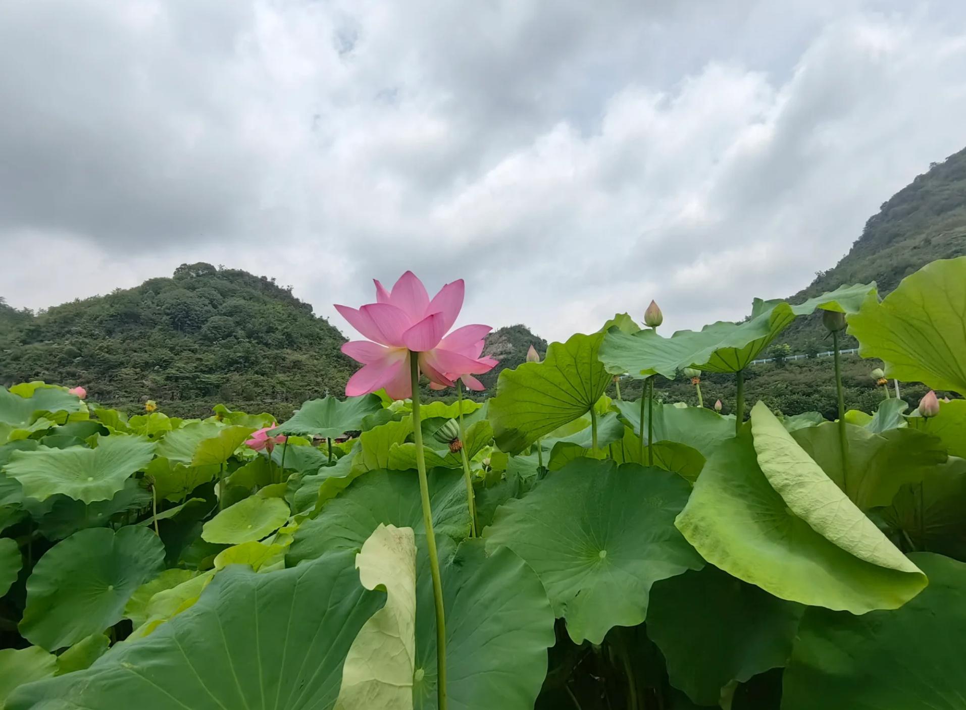 安顺市内旅游景点推荐图片