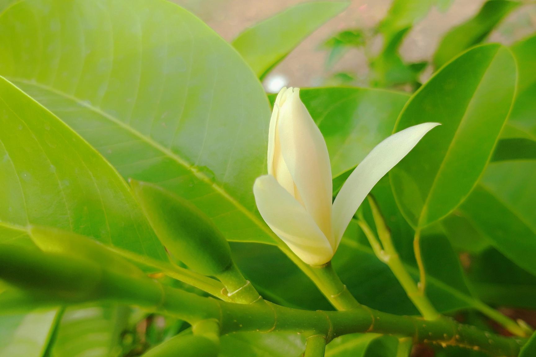 如果你想在自己的家中种植黄桷兰,以下是一些种植条件和种植方法,希望
