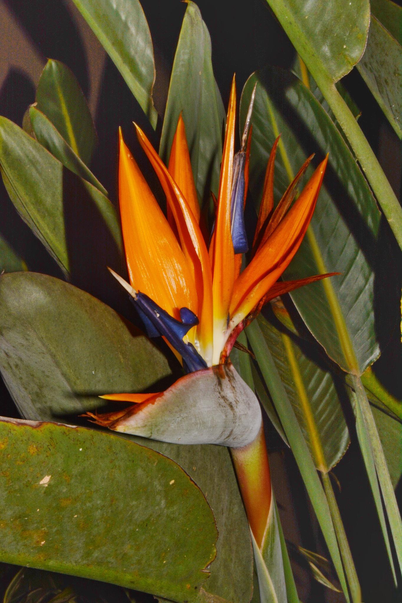 鹤望兰叶子发黄干枯怎么办 鹤望兰是一种常见的室内观叶植物,但当