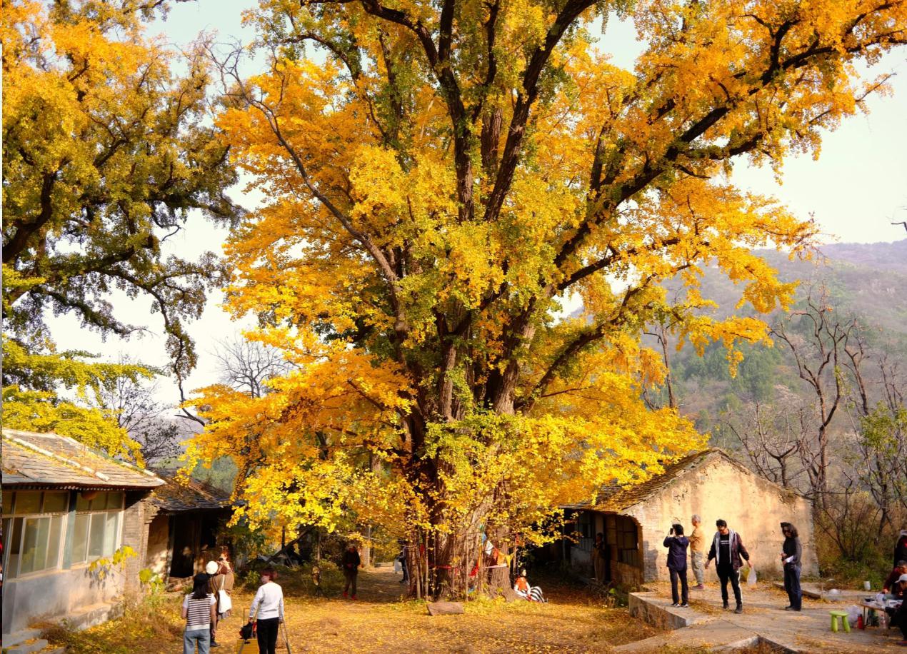 寺院原有的建筑遗迹已不复存在,但寺院内外的三棵千年银杏树,静静地