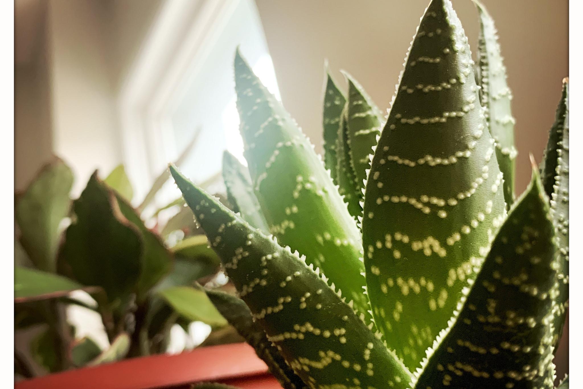 虎皮兰扦插繁殖方法和技巧 虎皮兰,是一种常见的室内观叶植物.