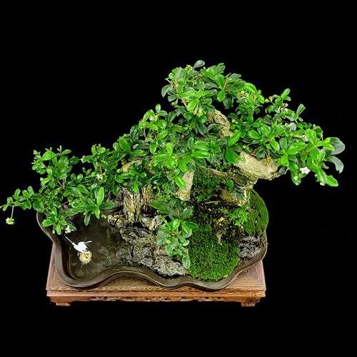 只需以下几个关键点,就能让你的福建茶盆景熠熠生辉.