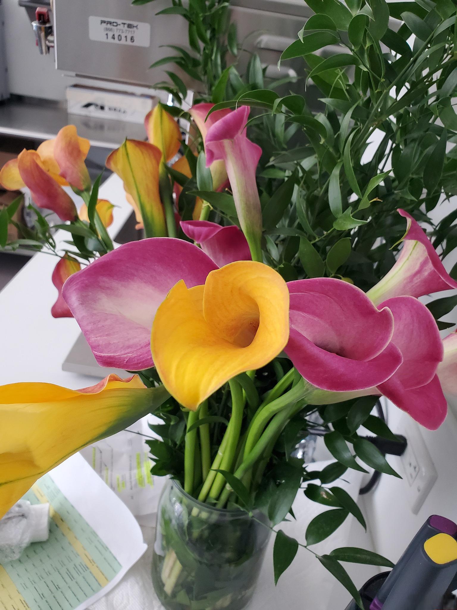 仙客来休眠期养护指南 仙客来是一种常见的室内绿植,它的休眠期通常是