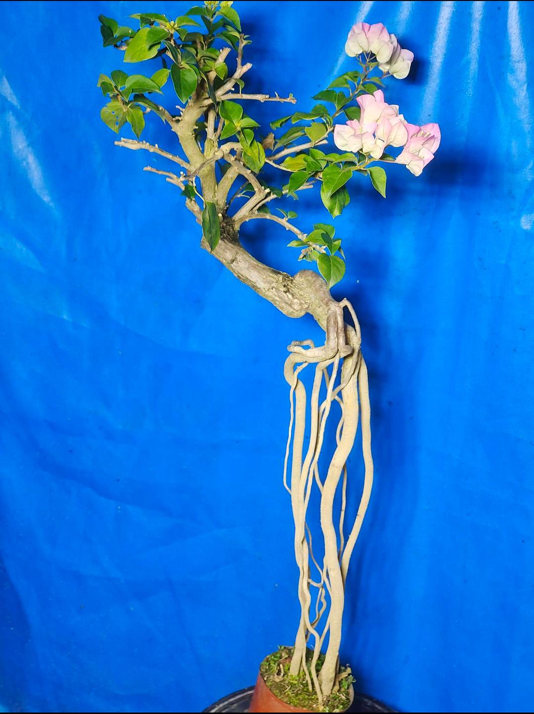 三角梅高提根pvc管种植技巧 高提根盆景是指将植物的根部提起,使其