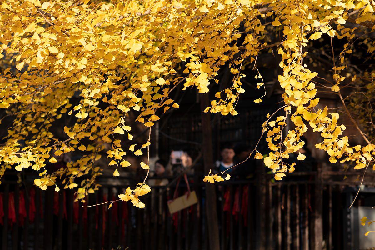 重庆天心寺银杏图片