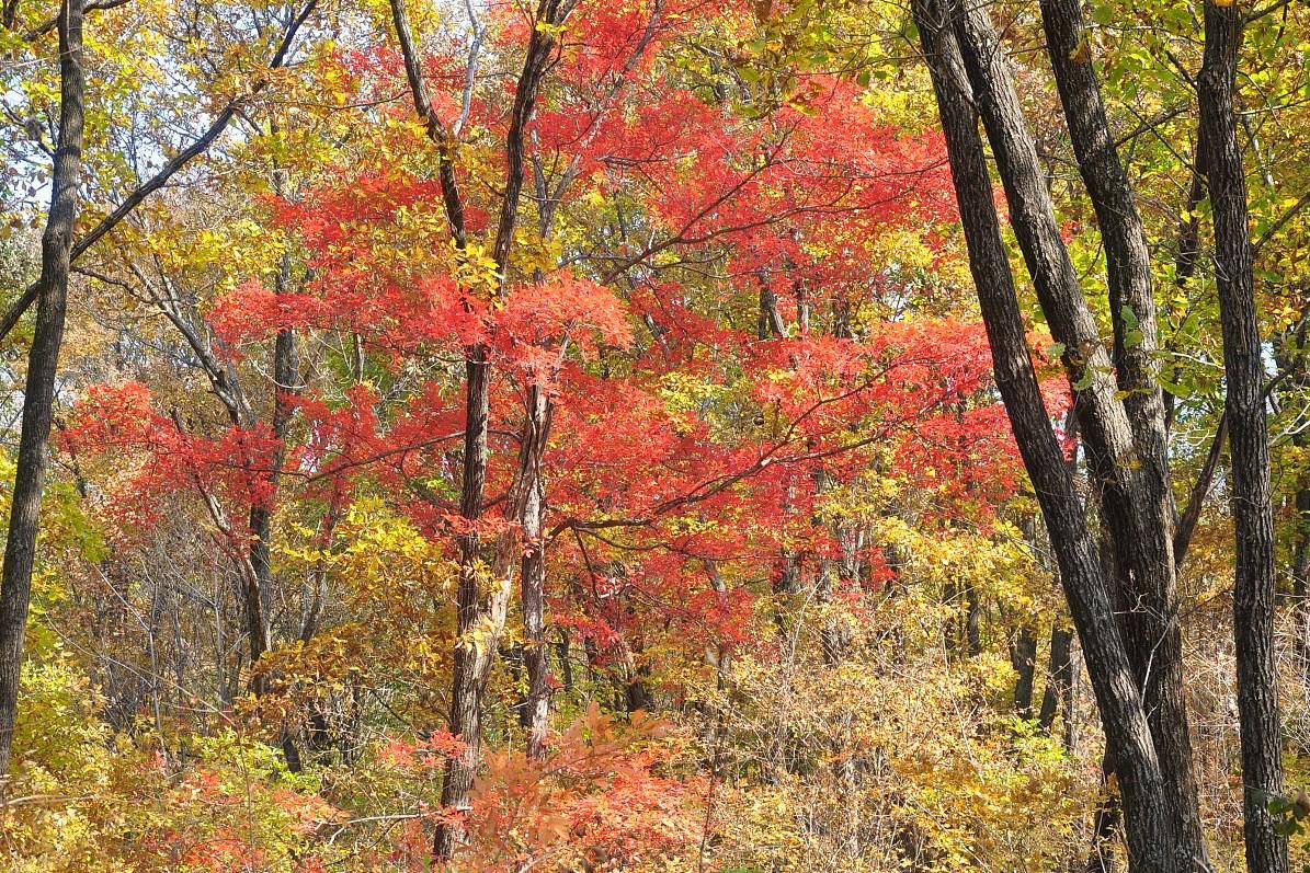 白山国家森林公园:美国东部的赏枫胜地 白山国家森林公园,位于美国