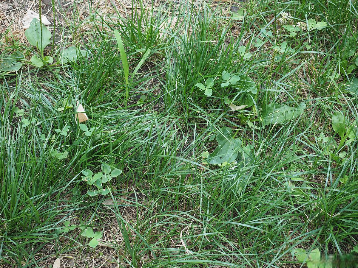 飞机草的养殖方法和注意事项 飞机草是一种非常有趣的植物,它有着独特