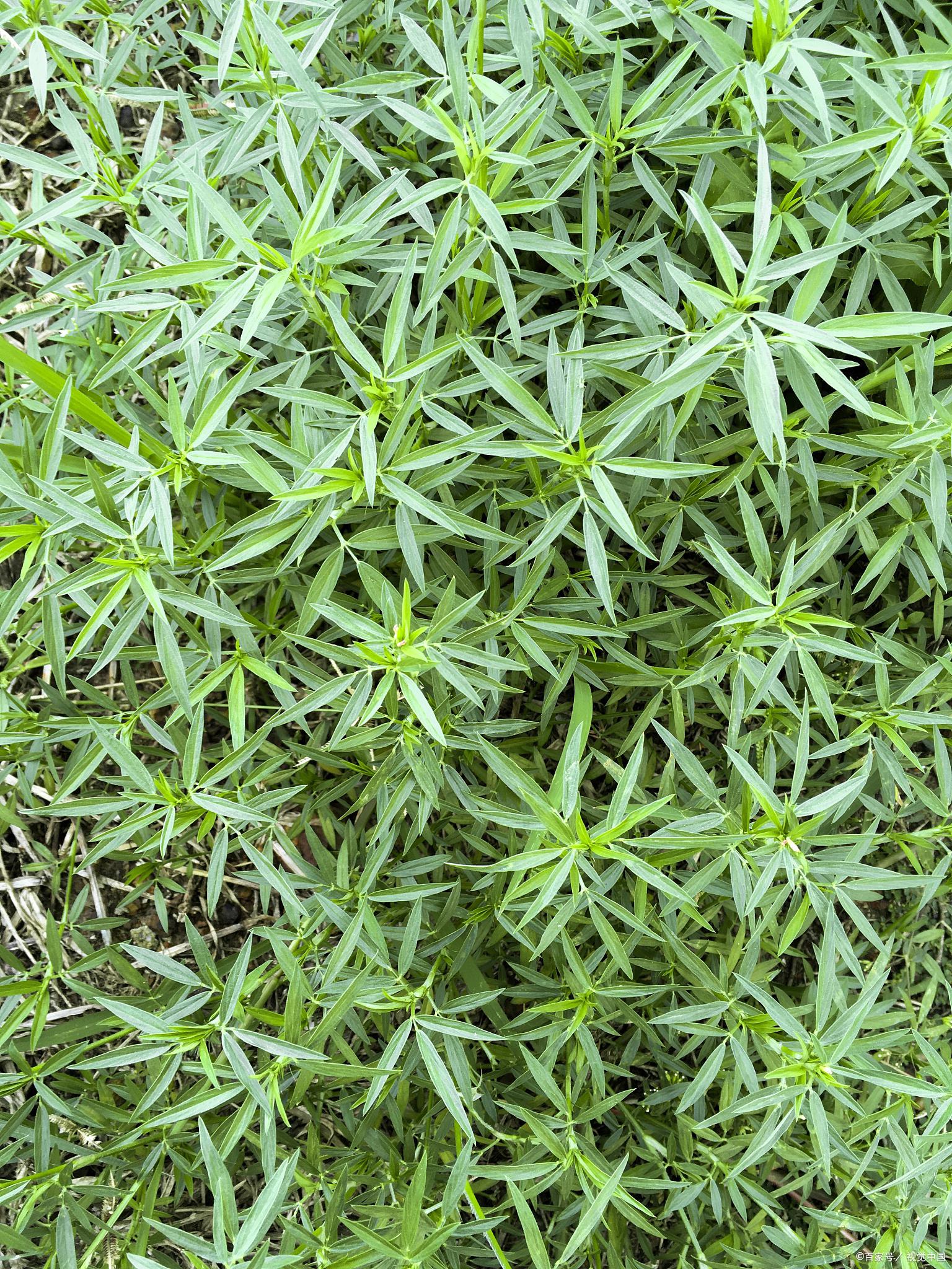 飞机草的养殖方法和注意事项 飞机草是一种非常有趣的植物,它有着独特