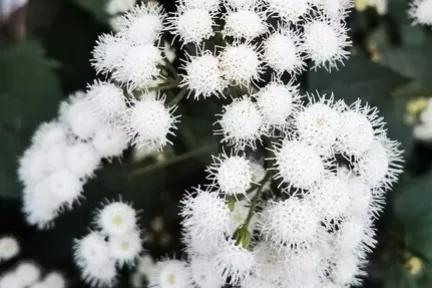 飞机草的养殖方法和注意事项 飞机草,又称香龙血树,是一种常见的室内