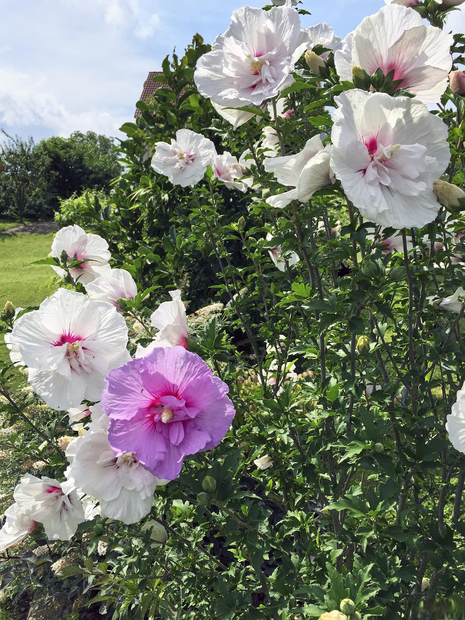 木槿花的养殖方法和注意事项 木槿花(hibiscus syriacus),又称芙蓉花