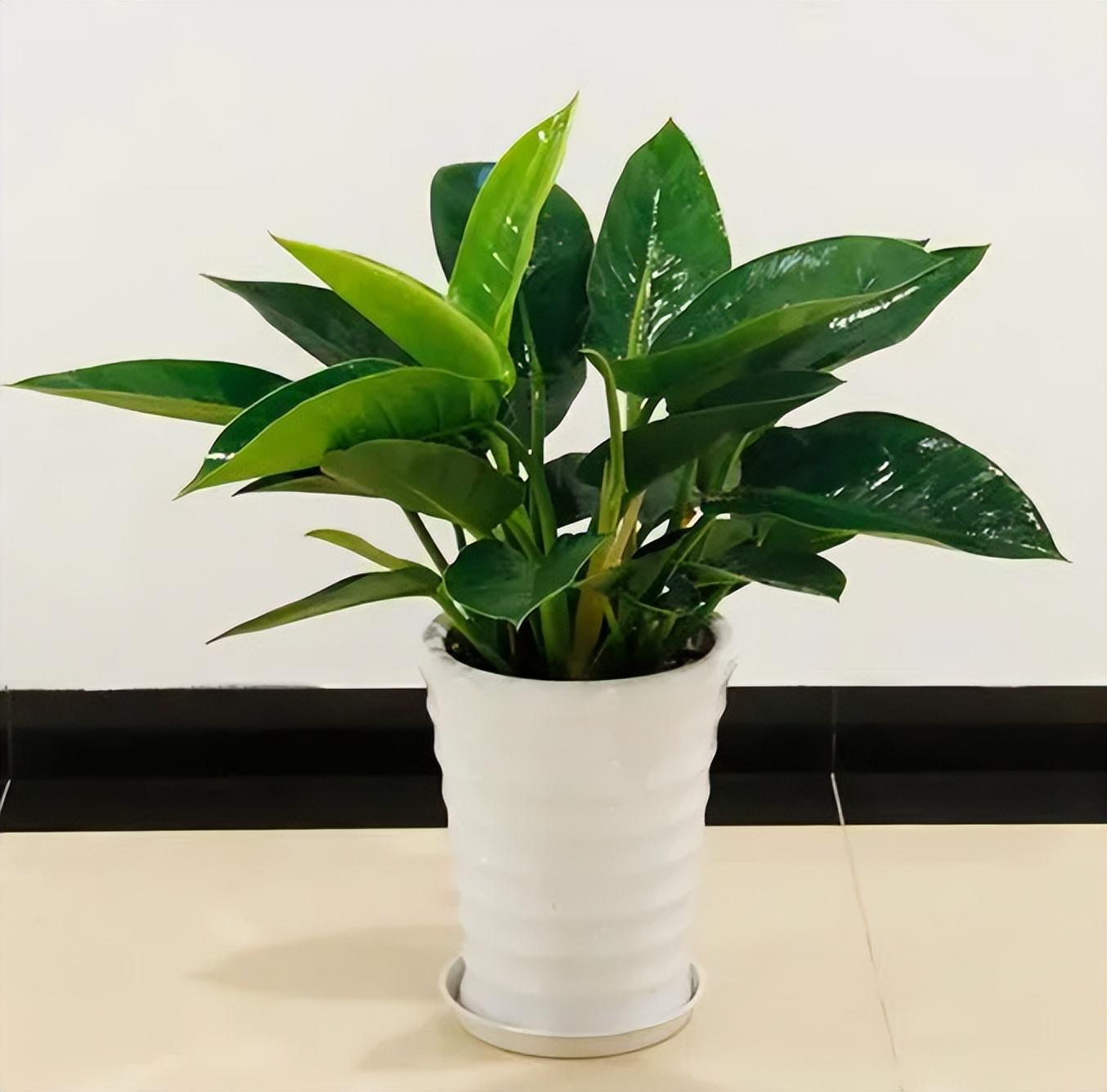 金砖花卉养殖方法和注意事项 金砖花卉,又称黄金葛,金钱藤,是一种观赏