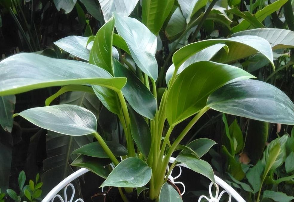 金砖花卉养殖方法和注意事项 金砖花卉,又称黄金葛,金钱藤,是一种观赏