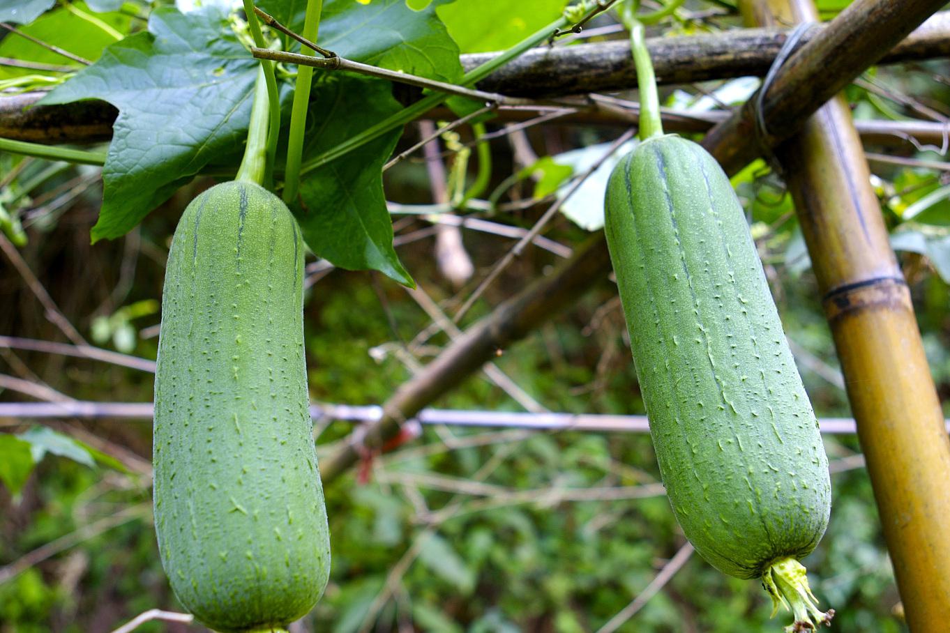 丝瓜的保存方法和营养价值 丝瓜是一种常见的瓜类蔬菜,广泛种植于亚洲