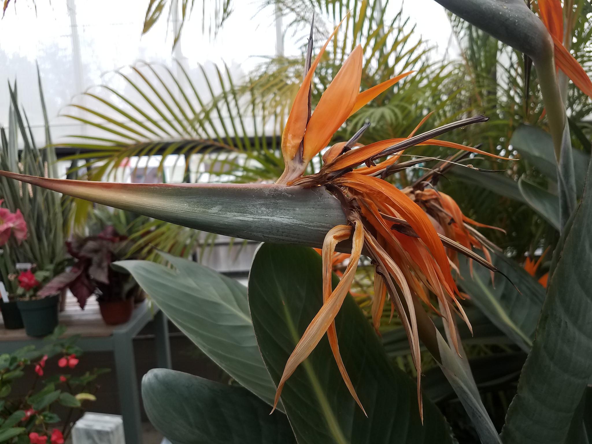 阳台上的龙舌兰花 在我家的阳台上,种着一盆龙舌兰花.